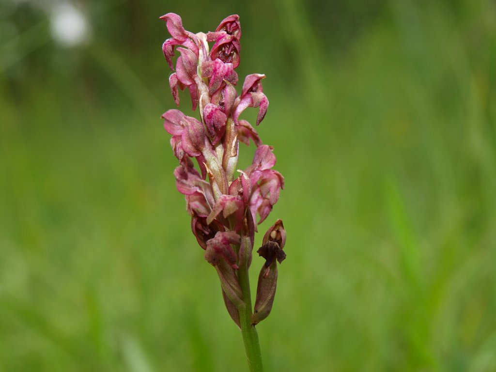 Orchis coriophora ?